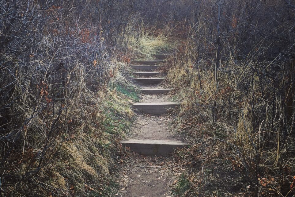 Wooden steps leading up a narrow trail through brush
